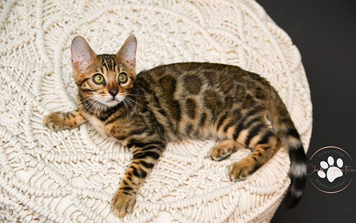 Bengal kitten for sale